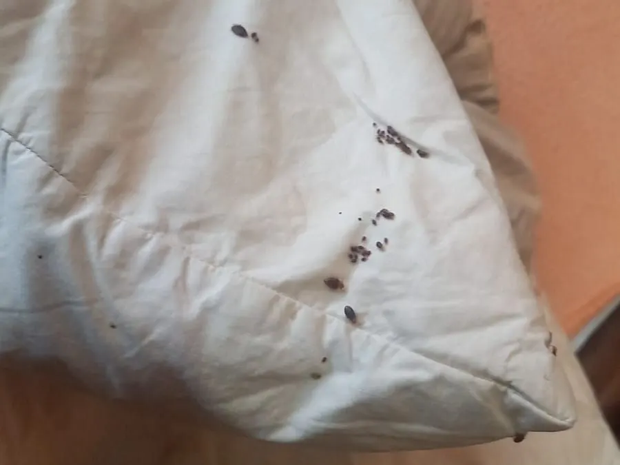 Ploštice a ich stopy na vankúši