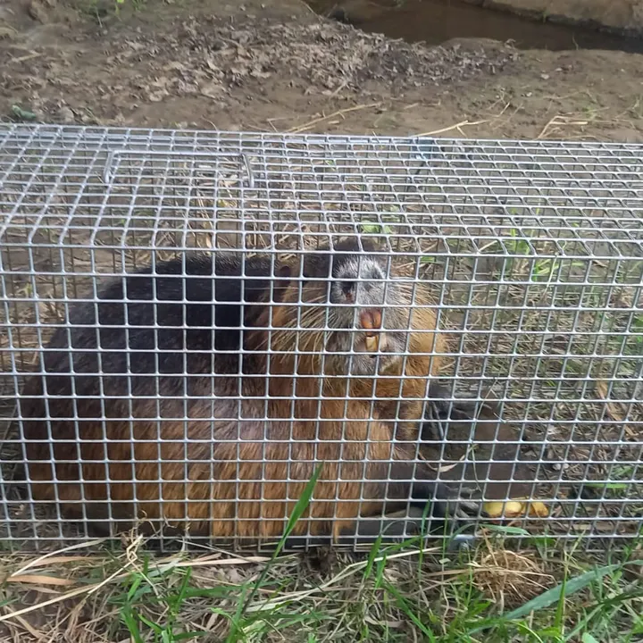 Nutria odchytená v živolovnej klietke