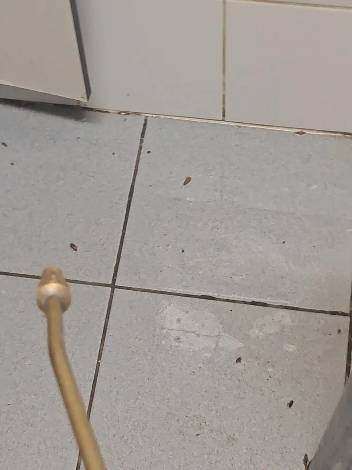 Uhynuté šváby na podlahe kuchynky po postreku